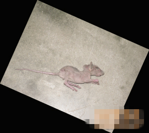 從天而降的老鼠